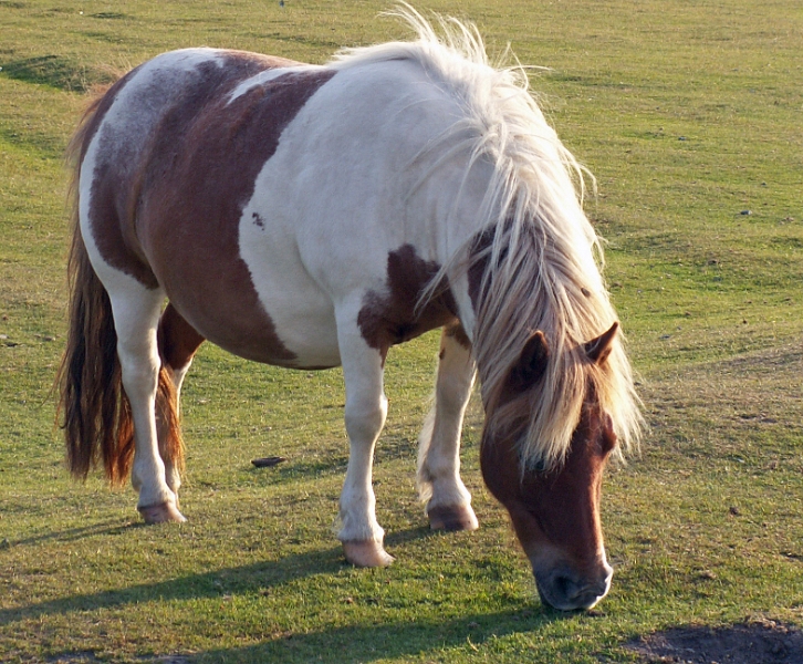 02 Dartmoor Pony 1.JPG - KONICA MINOLTA DIGITAL CAMERA